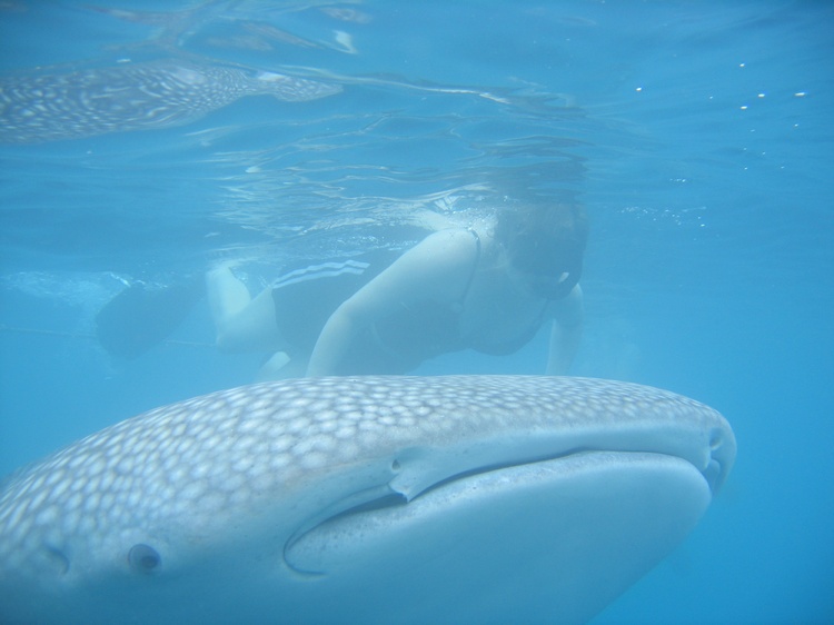 Whale Shark in Taiwan