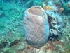 coral sponge