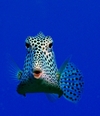 Grand Cayman Trunkfish