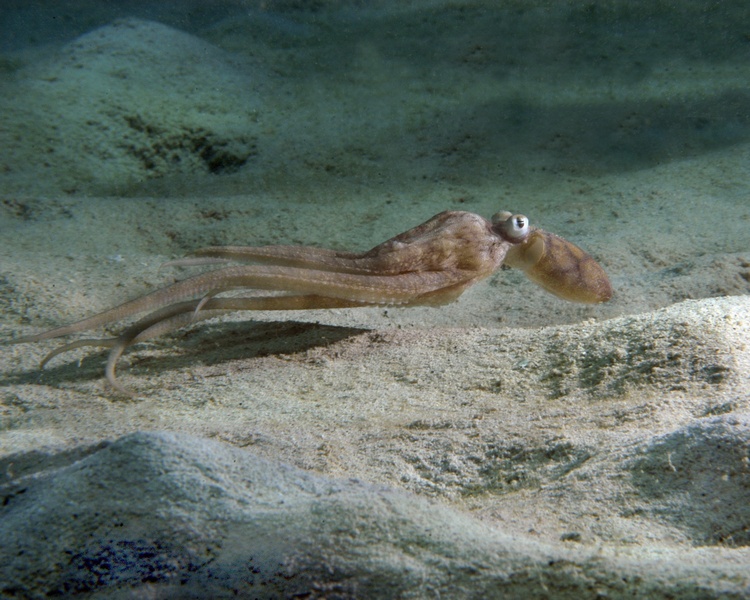 Atlantic Pigmy Octopus - Bonaire