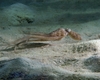 Atlantic Pigmy Octopus - Bonaire