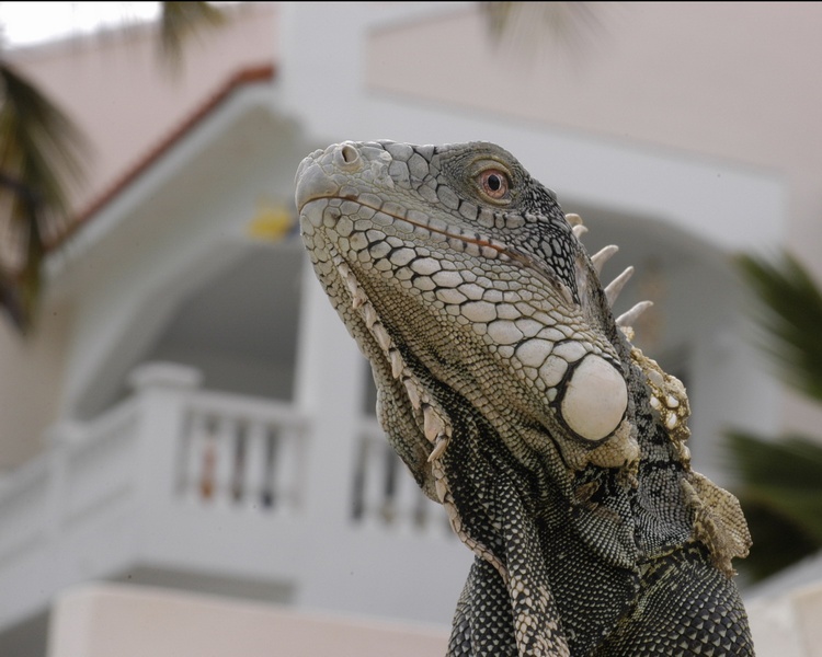 Bonaire-Bel Mar Resort