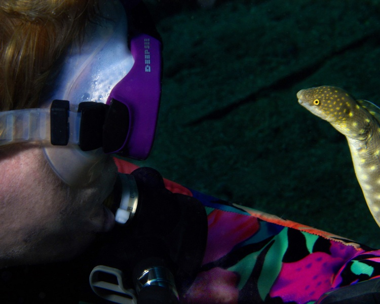 Face to face with a Snake Eel