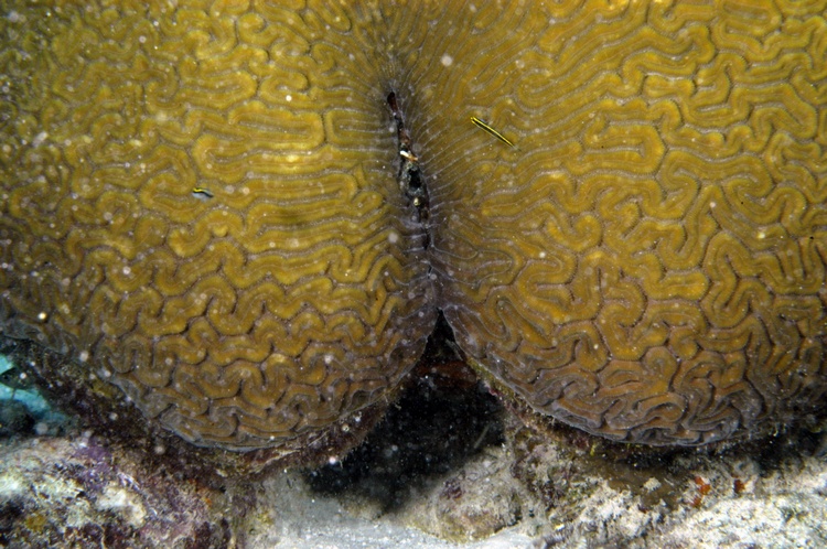 Butt Coral