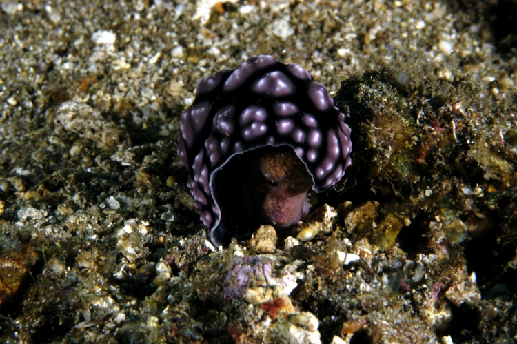 Nudibranch