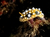 Bali Nudibranch