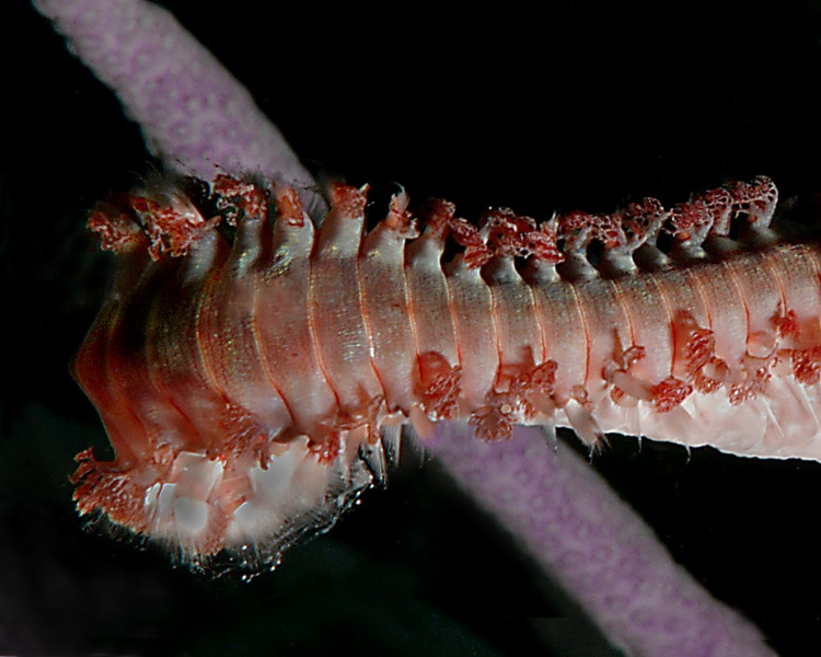 Fire Worm from Bonaire