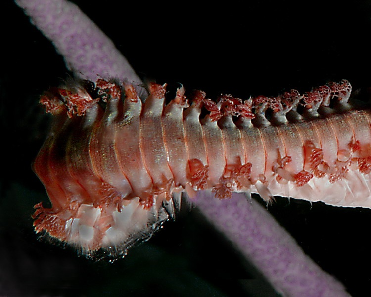 Fire Worm from Bonaire