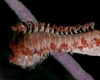 Fire Worm from Bonaire