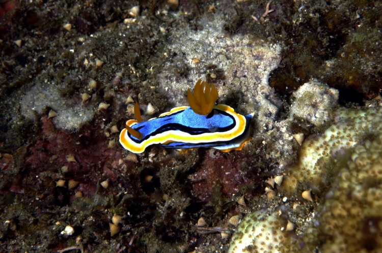 Bali Nudibranch