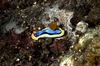 Bali Nudibranch