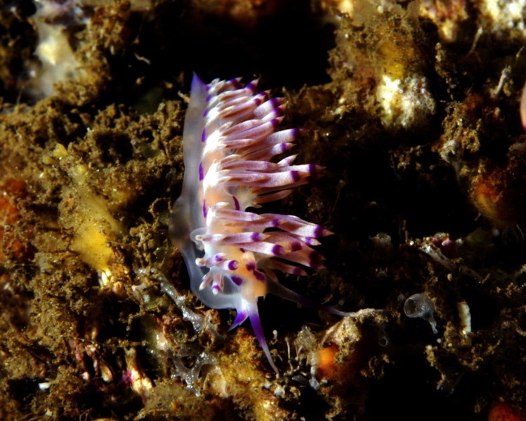 Bali Nudibranch