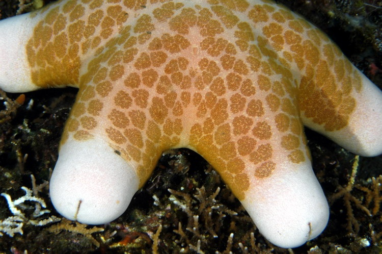 Bali starfish