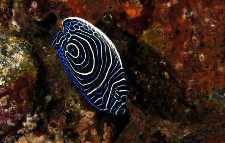 Emperor Angelfish - Bali