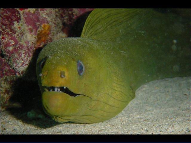 Green Moray Eel