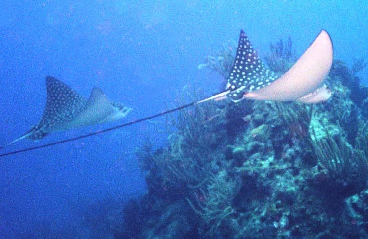 Eagle Rays