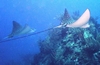 Eagle Rays