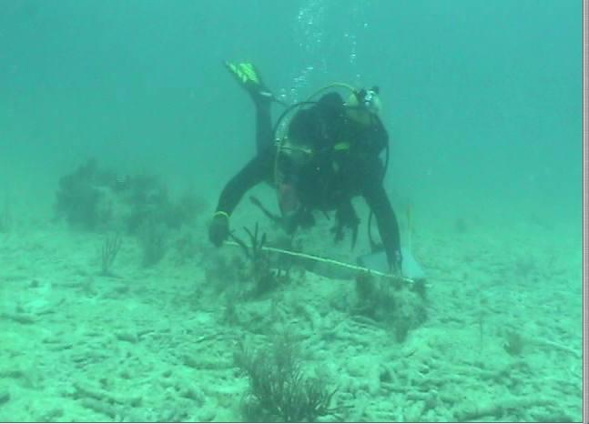 Diving in Key Biscayne