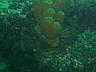 Tube Sponge - Boynton Beach Reef, FL