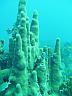 ahhh, the beauty of the deep