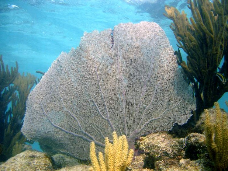 Fan and stag coral, the reef is recovering after the hurricanes.