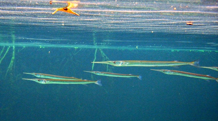 Manatee Cenote exchanges water with Tankah Bay, and some interesting aquatic life has adapted .