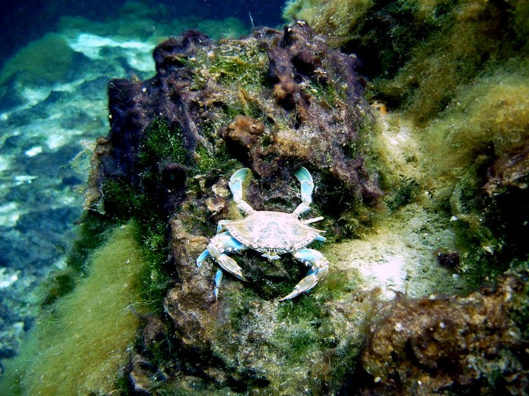 Fresh water crab?  Low salinity has offered refuge for those which will adpat.