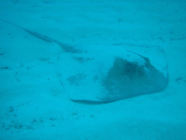 A stingray at Pennekamp, Key Largo, FL