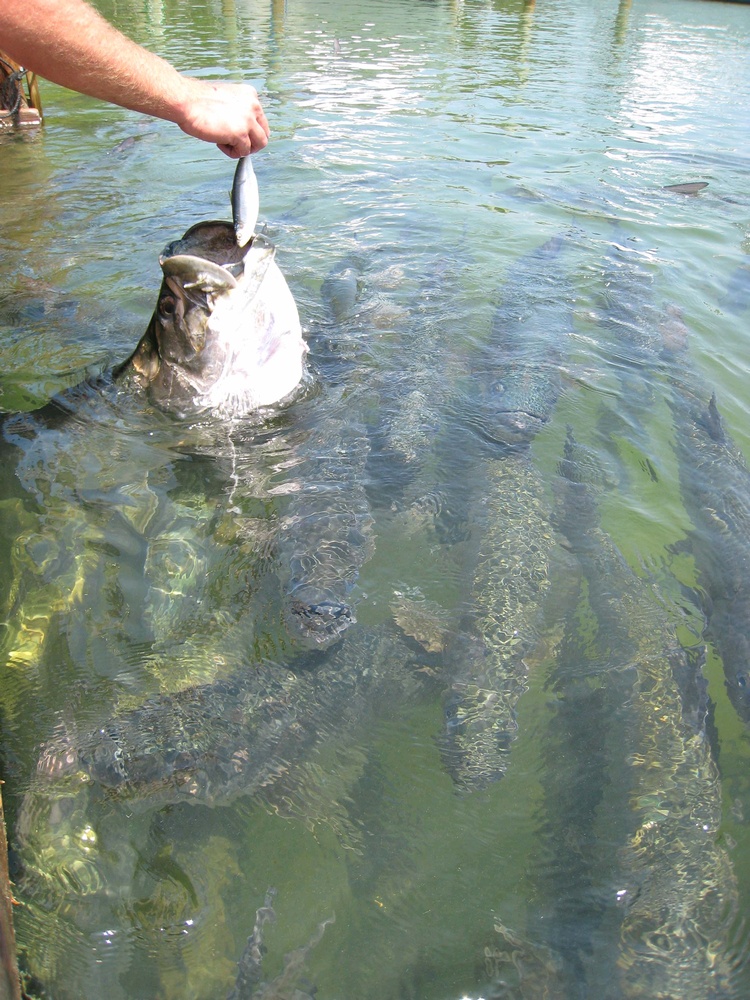 Tarpon feeding @ Robbie`s; Islamorada, FL