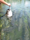 Tarpon feeding @ Robbie`s; Islamorada, FL