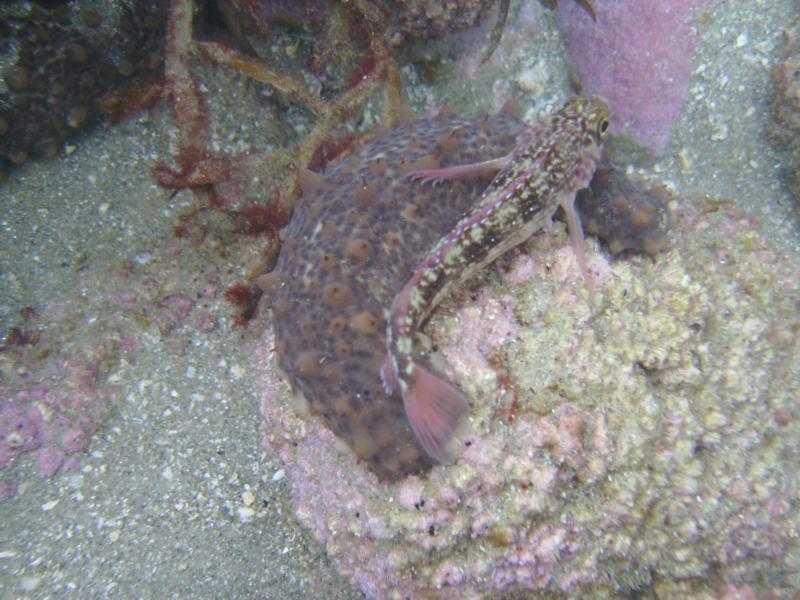 Sea Cucumber and Variable triple fin