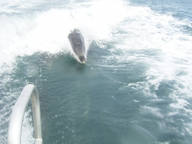 Dolphin on the stern