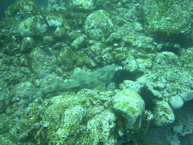 carpet shark