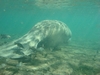 Manatee - Crystal River Fl