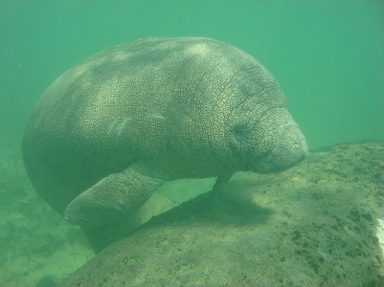 Manatee - Crystal River Fl