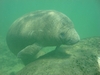 Manatee - Crystal River Fl