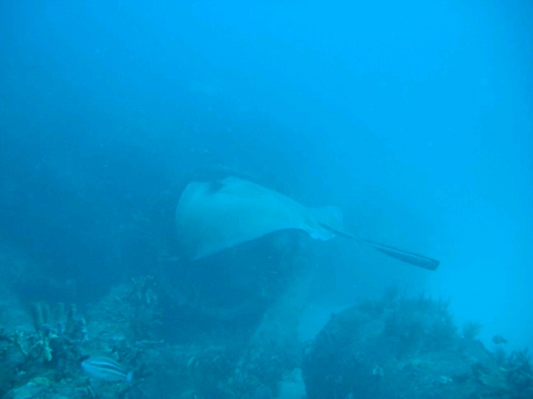 Atlantic Stingray