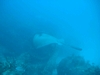 Atlantic Stingray