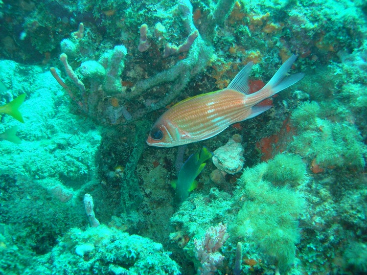 Squirrelfish