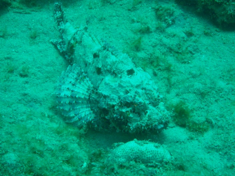 A Variety Of Toadfish