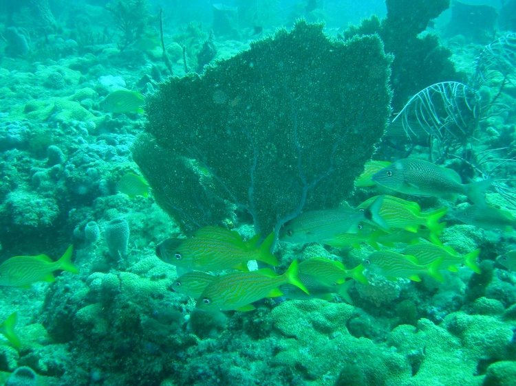 Ft Lauderdale Reef