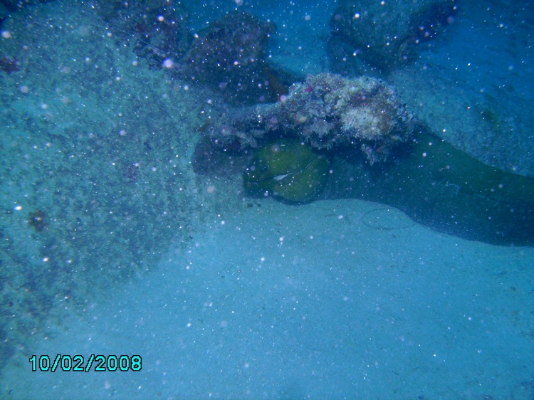 Moray eel from Key Largo trip 2/10/08