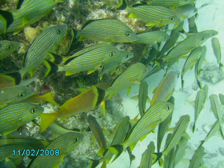 Snapper`s Ledge in Key Largo 2/11/08