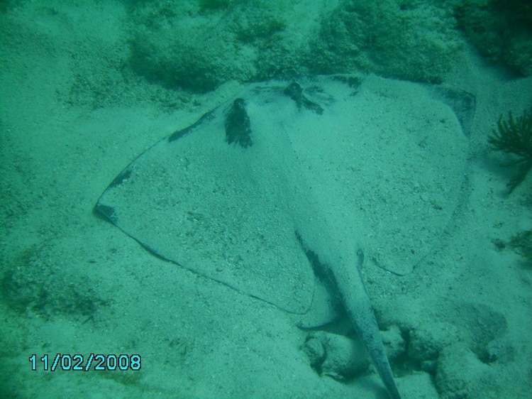 Stingray on Snapper`s Ledge.  Key Largo 2/11/08