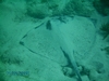 Stingray on Snapper`s Ledge.  Key Largo 2/11/08