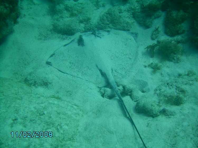 Full size pic of Sting ray.  Key Largo 2/11/08