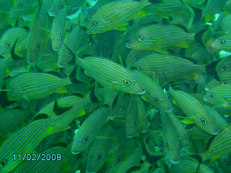 On the reef at Snapper`s Ledge.  2/11/08