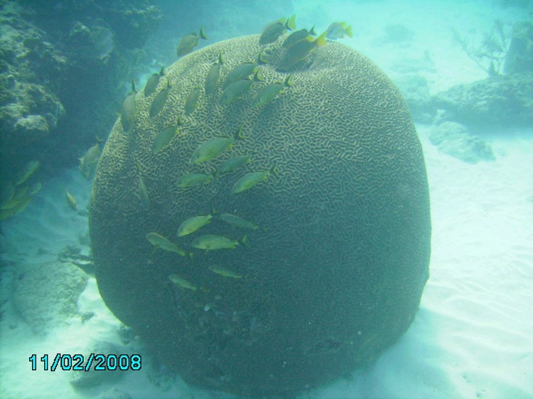 Brain Coral on Snappers Ledge 2/11/08