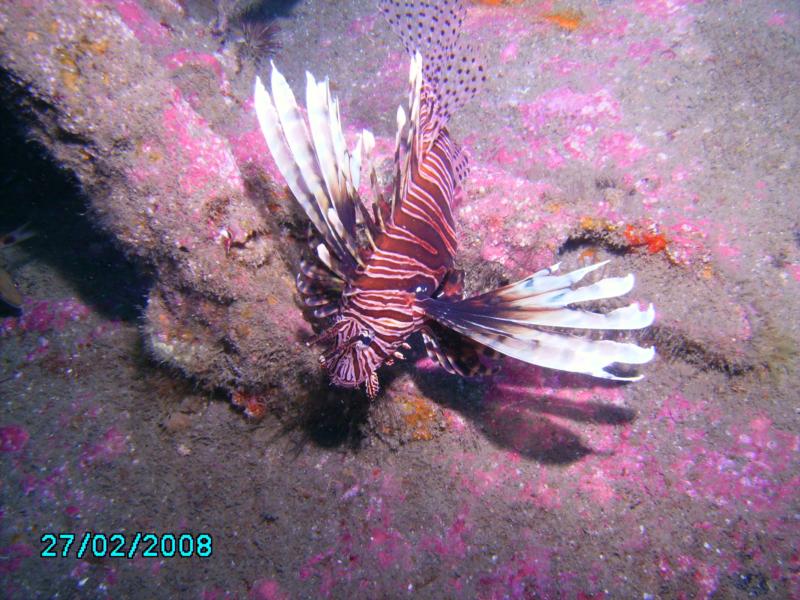 Lionfish on U-352