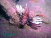 Lionfish on U-352